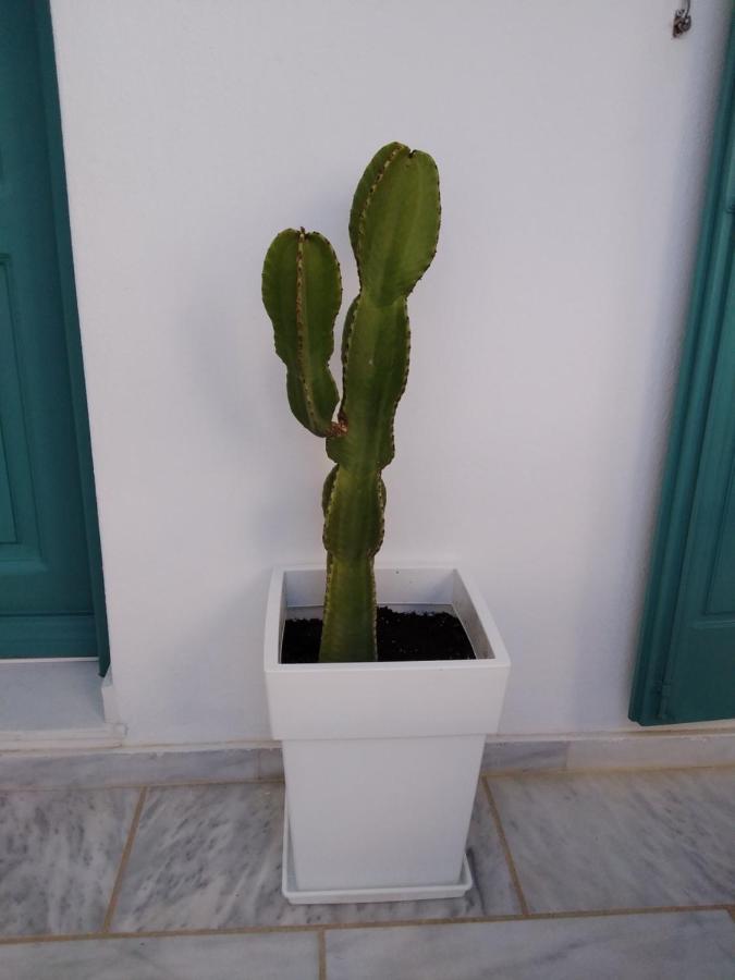 Celeste Apartments Ornos  Dış mekan fotoğraf